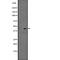 Probable G-protein coupled receptor 34 antibody, abx147349, Abbexa, Western Blot image 