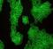 p120 catenin antibody, ab92514, Abcam, Immunofluorescence image 