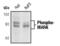 Microtubule Affinity Regulating Kinase 1 antibody, PA5-17495, Invitrogen Antibodies, Western Blot image 