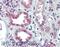 Snail Family Transcriptional Repressor 1 antibody, 46-392, ProSci, Western Blot image 