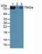 Telomerase Reverse Transcriptase antibody, LS-C296589, Lifespan Biosciences, Western Blot image 