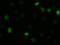 TNF Superfamily Member 15 antibody, orb376640, Biorbyt, Immunofluorescence image 