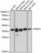 RAD51 Recombinase antibody, MBS129943, MyBioSource, Western Blot image 