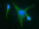 Mitogen-Activated Protein Kinase 9 antibody, 10745-R004, Sino Biological, Immunofluorescence image 