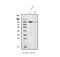 Mitogen-Activated Protein Kinase Kinase Kinase Kinase 1 antibody, A07909-2, Boster Biological Technology, Western Blot image 