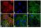 Rat IgG antibody, PA1-28570, Invitrogen Antibodies, Immunofluorescence image 