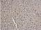 Ketohexokinase antibody, NBP1-32778, Novus Biologicals, Immunohistochemistry paraffin image 