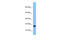 Transcription elongation factor, mitochondrial antibody, ARP68134_P050, Aviva Systems Biology, Western Blot image 