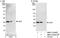 Eukaryotic Translation Initiation Factor 6 antibody, NBP1-52640, Novus Biologicals, Western Blot image 
