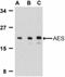 TLE Family Member 5, Transcriptional Modulator antibody, NBP1-76645, Novus Biologicals, Western Blot image 