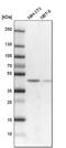 SWI/SNF Related, Matrix Associated, Actin Dependent Regulator Of Chromatin, Subfamily B, Member 1 antibody, PA5-53932, Invitrogen Antibodies, Western Blot image 