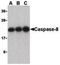 Caspase 8 antibody, PA5-20118, Invitrogen Antibodies, Western Blot image 