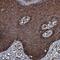 Tripartite Motif Containing 7 antibody, NBP1-89751, Novus Biologicals, Immunohistochemistry paraffin image 