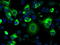 Protein-lysine 6-oxidase antibody, LS-B10043, Lifespan Biosciences, Immunofluorescence image 