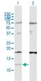 Interferon Alpha Inducible Protein 27 antibody, H00003429-D01P, Novus Biologicals, Western Blot image 