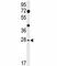 Hes Family BHLH Transcription Factor 7 antibody, F51870-0.4ML, NSJ Bioreagents, Western Blot image 