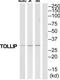 TOLIP antibody, TA312386, Origene, Western Blot image 