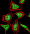 Activating Transcription Factor 7 antibody, 63-666, ProSci, Immunofluorescence image 