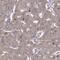 WD Repeat Domain 59 antibody, NBP2-57508, Novus Biologicals, Immunohistochemistry frozen image 