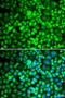 Trypsin Inhibitor A antibody, orb344980, Biorbyt, Immunofluorescence image 