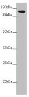 Tubulin Tyrosine Ligase Like 7 antibody, LS-C676656, Lifespan Biosciences, Western Blot image 