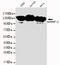 Heterogeneous Nuclear Ribonucleoprotein U antibody, STJ99127, St John