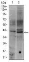 Fos Proto-Oncogene, AP-1 Transcription Factor Subunit antibody, MA5-17076, Invitrogen Antibodies, Western Blot image 