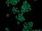 Peptidyl-prolyl cis-trans isomerase FKBP1B antibody, 18073-1-AP, Proteintech Group, Immunofluorescence image 