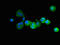 Protein Tyrosine Phosphatase Non-Receptor Type 6 antibody, orb238461, Biorbyt, Immunofluorescence image 