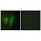 Dual Specificity Phosphatase 19 antibody, A12397, Boster Biological Technology, Immunofluorescence image 