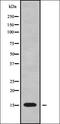 Golgi Transport 1B antibody, orb337867, Biorbyt, Western Blot image 