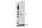 XPA, DNA Damage Recognition And Repair Factor antibody, 14607S, Cell Signaling Technology, Western Blot image 