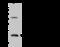 Transmembrane Protein 109 antibody, 202615-T36, Sino Biological, Western Blot image 