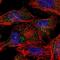 Ankyrin Repeat Domain 26 antibody, PA5-59240, Invitrogen Antibodies, Immunofluorescence image 