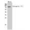 Integrin Subunit Beta 1 antibody, LS-C387695, Lifespan Biosciences, Western Blot image 