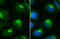 Beta-2-Microglobulin antibody, GTX112815, GeneTex, Immunofluorescence image 