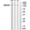 Nuclear Export Mediator Factor antibody, PA5-49768, Invitrogen Antibodies, Western Blot image 