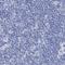 Acrosomal Vesicle Protein 1 antibody, NBP1-88038, Novus Biologicals, Immunohistochemistry paraffin image 