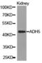 Alcohol Dehydrogenase 5 (Class III), Chi Polypeptide antibody, LS-C192683, Lifespan Biosciences, Western Blot image 