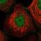 Heat Shock Protein Nuclear Import Factor Hikeshi antibody, NBP1-83174, Novus Biologicals, Immunofluorescence image 