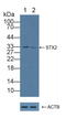 Syntaxin 2 antibody, LS-C373109, Lifespan Biosciences, Western Blot image 