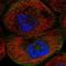 Transmembrane Protein 63B antibody, HPA029251, Atlas Antibodies, Immunofluorescence image 