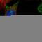 TM2 Domain Containing 2 antibody, HPA047152, Atlas Antibodies, Immunofluorescence image 