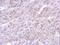 Annexin A8 antibody, PA5-31478, Invitrogen Antibodies, Immunohistochemistry frozen image 