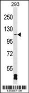 RNA Binding Motif Protein 26 antibody, 58-485, ProSci, Western Blot image 