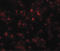 OCIA Domain Containing 1 antibody, LS-B5046, Lifespan Biosciences, Immunofluorescence image 