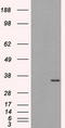 ELAV Like RNA Binding Protein 1 antibody, LS-C114952, Lifespan Biosciences, Western Blot image 