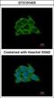 Heat Shock Protein 90 Alpha Family Class B Member 1 antibody, GTX101423, GeneTex, Immunofluorescence image 