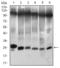 Twist Family BHLH Transcription Factor 1 antibody, M00980, Boster Biological Technology, Western Blot image 