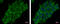 Adenosylhomocysteinase Like 2 antibody, GTX112212, GeneTex, Immunofluorescence image 